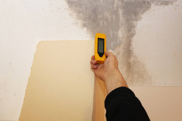 Best Airborne Mold Testing  in Ferndale, CA