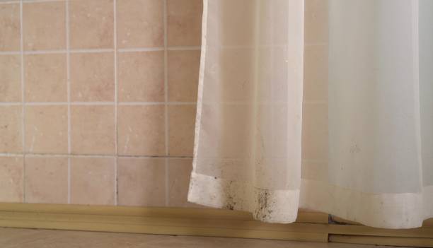 Best Forensic Mold Investigation  in Ferndale, CA