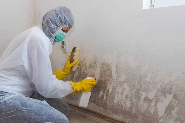 Best Mold Remediation for Healthcare Facilities  in Ferndale, CA
