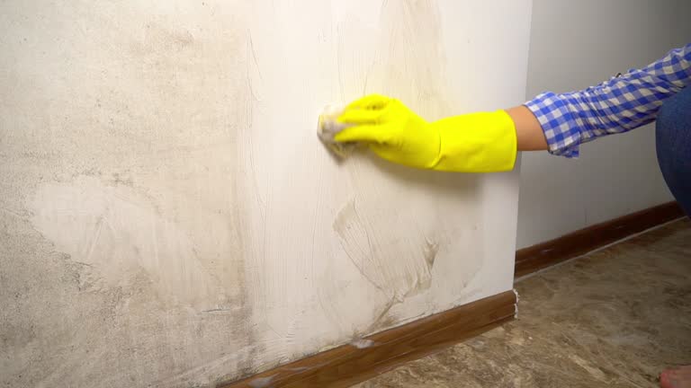 Best Crawl Space Mold Remediation  in Ferndale, CA