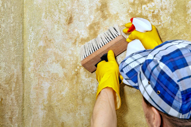 Best Mold Damage Restoration  in Ferndale, CA