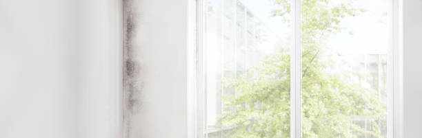 Mold Odor Removal Services in Ferndale, CA
