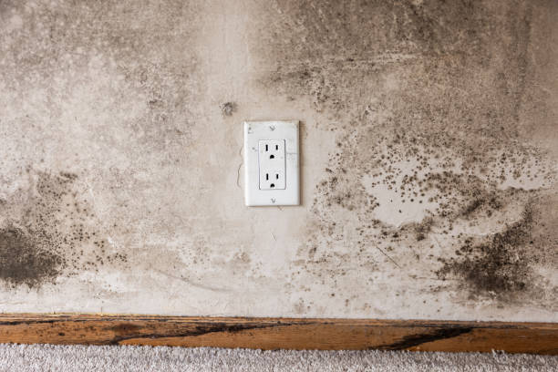 Best Indoor Air Quality Assessment  in Ferndale, CA