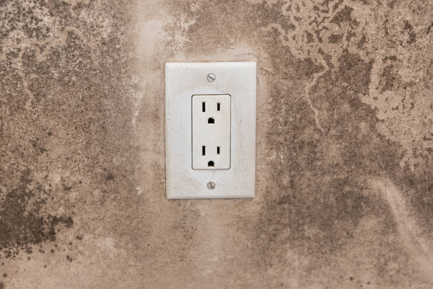 Best Black Mold Removal  in Ferndale, CA