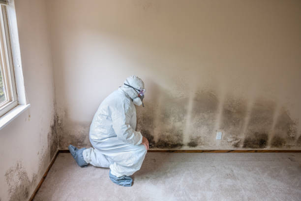 Best Water Damage & Mold Remediation  in Ferndale, CA