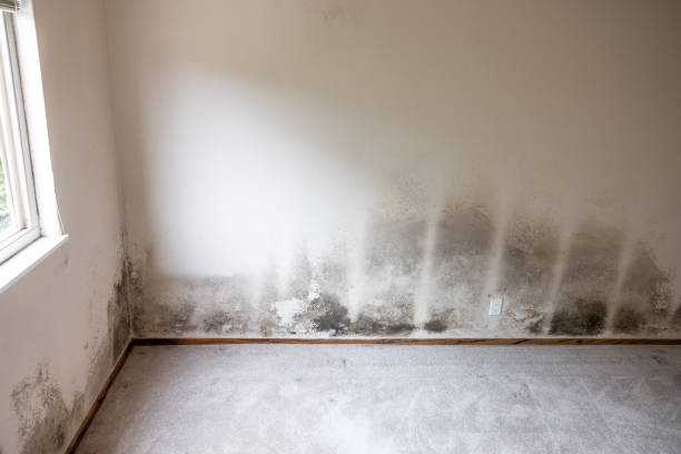 Best Biohazard Mold Removal  in Ferndale, CA
