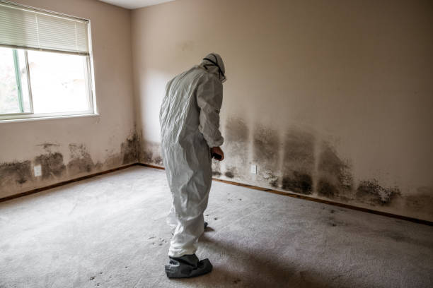 Best Water Damage & Mold Remediation  in Ferndale, CA