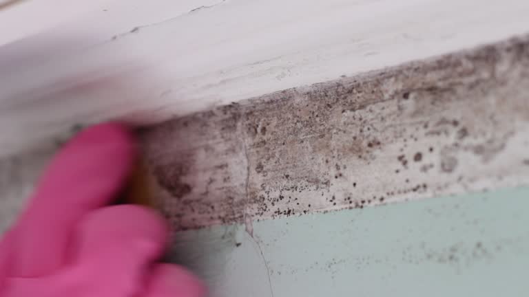 Best Mold Prevention Services  in Ferndale, CA